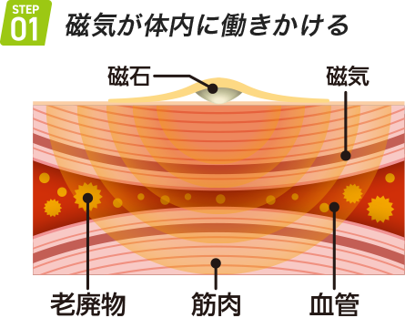 step01 磁気が体内に働きかける